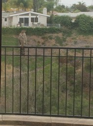 Hawk stopped by for a visit