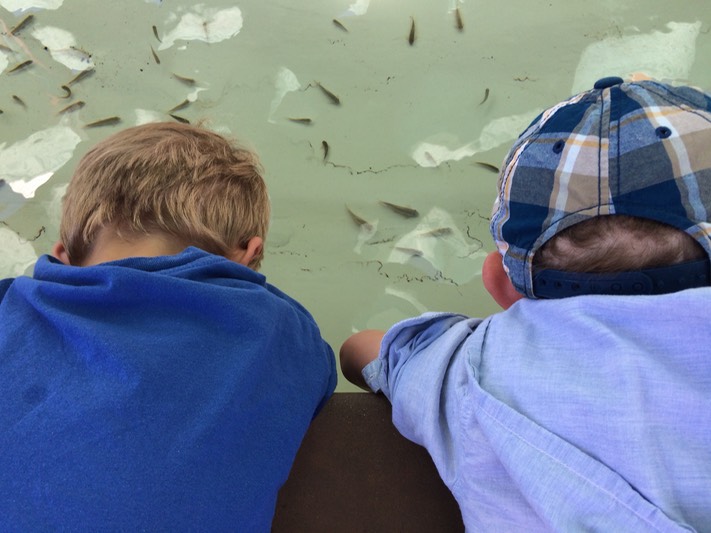 Cleaner Fish at Sea World