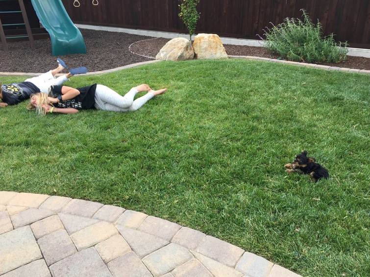 Stella and C rolling in the grass with Midnight