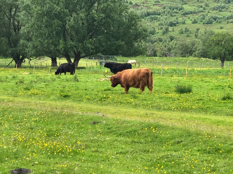 Some long haired cows