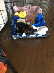 Some crate sleeping