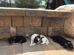 Puppy power nap