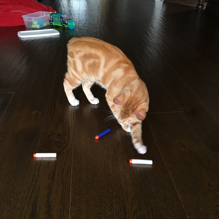 While C's at school, George plays Nerf