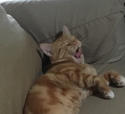 Yawning George