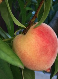 The perfect white peach on our tree