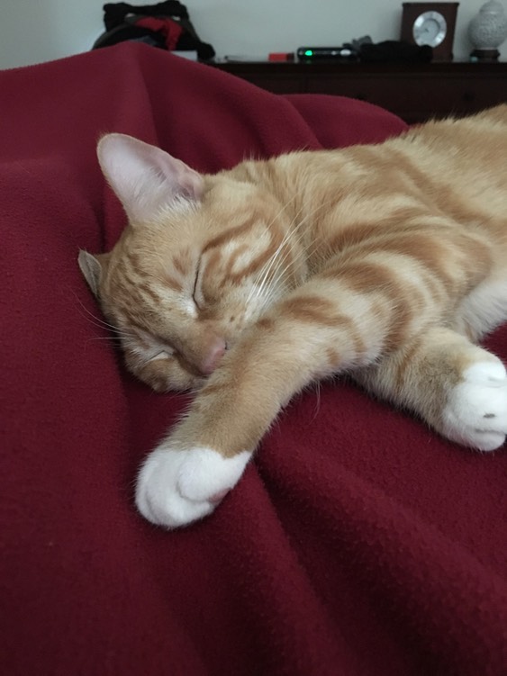 The sleepy George