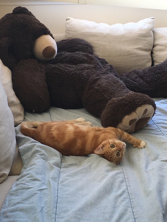 George resting with bear