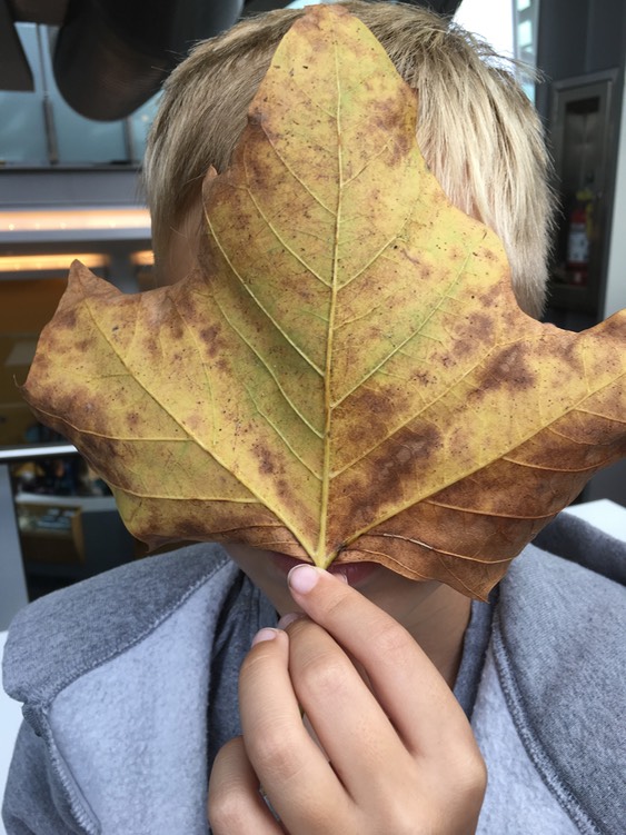 Fall Leaves as big as your head!