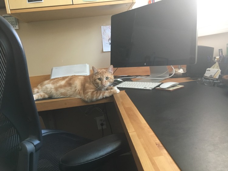 G the office Cat